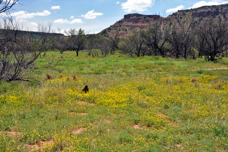 yellow meadow